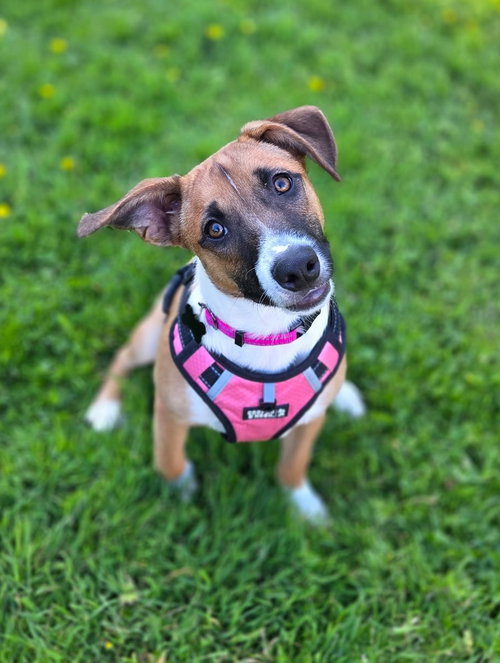 Tilly, an adoptable Basenji in Milwaukie, OR