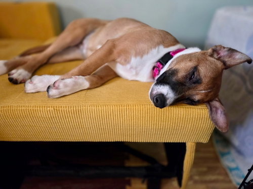 Tilly photo 8