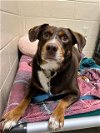adoptable Dog in aliquippa, PA named PHYLLIS