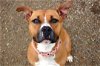 adoptable Dog in aliquippa, PA named SKYE