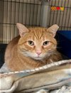 adoptable Cat in aliquippa, PA named PUMPKIN