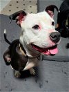 adoptable Dog in aliquippa, PA named PEAR