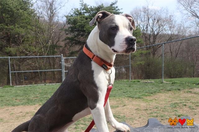 adoptable Dog in Aliquippa, PA named OZZIE