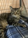 adoptable Cat in aliquippa, PA named EDDIE