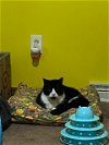 adoptable Cat in aliquippa, PA named MUNCHIES