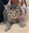 adoptable Cat in aliquippa, PA named TUKE