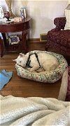 adoptable Dog in aliquippa, PA named RJ