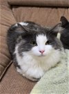adoptable Cat in , PA named HAWTHORN