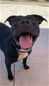 adoptable Dog in aliquippa, PA named MOONBEAM