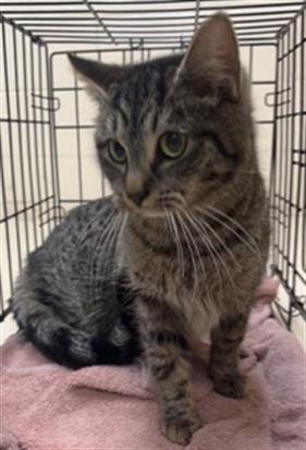 adoptable Cat in Aliquippa, PA named HATTIE