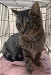 adoptable Cat in aliquippa, PA named HATTIE