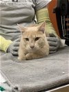adoptable Cat in aliquippa, PA named DEREK