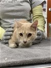 adoptable Cat in aliquippa, PA named GEORGIE