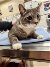 adoptable Cat in aliquippa, PA named ECLIPSE
