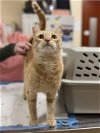 adoptable Cat in aliquippa, PA named HUNT