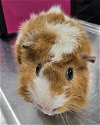 adoptable Guinea Pig in aliquippa, PA named ELMER