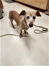 adoptable Dog in aliquippa, PA named OSCAR