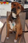 adoptable Dog in aliquippa, PA named DAWSON