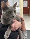 adoptable Cat in aliquippa, PA named RAINDROP