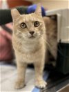 adoptable Cat in , PA named HAGRID