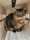 adoptable Cat in aliquippa, PA named LEMON