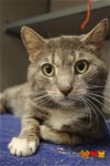 adoptable Cat in aliquippa, PA named HASTINGS