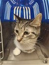 adoptable Cat in aliquippa, PA named FREYA