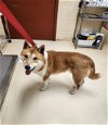 adoptable Dog in aliquippa, PA named FOXY
