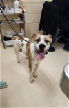 adoptable Dog in , PA named FRED