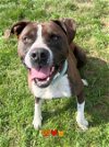 adoptable Dog in aliquippa, PA named DIESEL