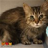 adoptable Cat in aliquippa, PA named FLOUFF