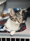 adoptable Cat in aliquippa, PA named FREYA