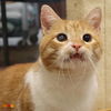 adoptable Cat in Aliquippa, PA named BRADY