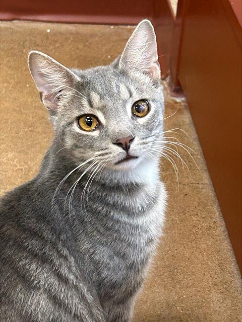 adoptable Cat in Aliquippa, PA named BRADLEY