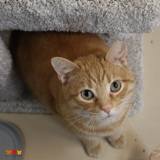 adoptable Cat in Aliquippa, PA named PUMPKIN