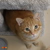 adoptable Cat in Aliquippa, PA named PUMPKIN