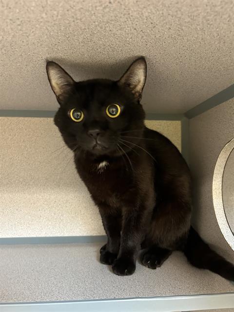 adoptable Cat in Aliquippa, PA named BAT