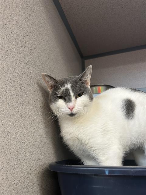 adoptable Cat in Aliquippa, PA named PIXAR