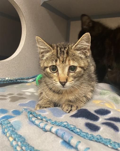 adoptable Cat in Aliquippa, PA named NUTMEG