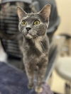 adoptable Cat in , PA named LIZARD