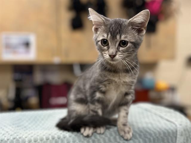 adoptable Cat in Aliquippa, PA named WALLY