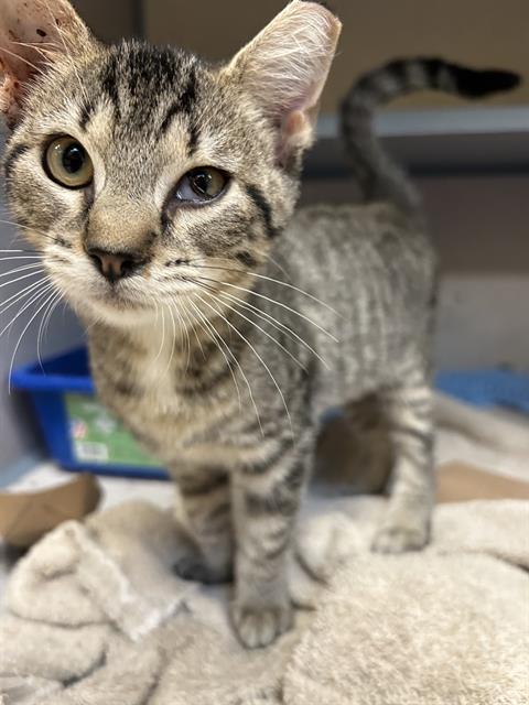 adoptable Cat in Aliquippa, PA named MINGO