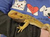 adoptable Lizard in Aliquippa, PA named ELLIOTT