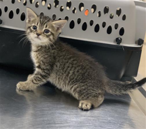 adoptable Cat in Aliquippa, PA named FABIENNE