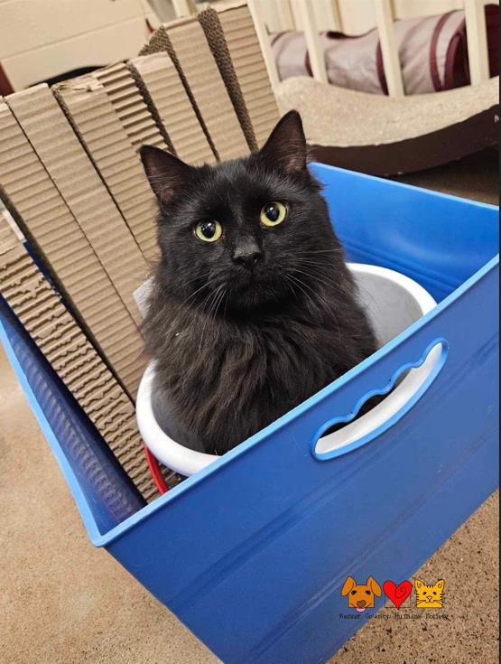 adoptable Cat in Aliquippa, PA named ANDY