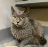 adoptable Cat in Aliquippa, PA named MEMPHIS