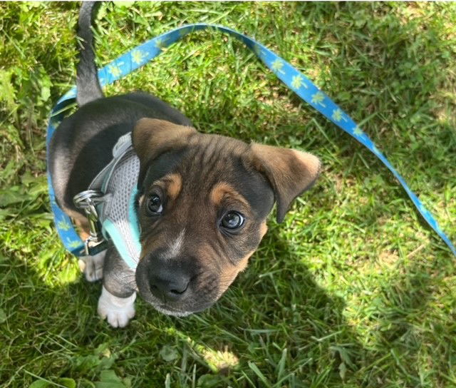 adoptable Dog in Aliquippa, PA named WAYLON