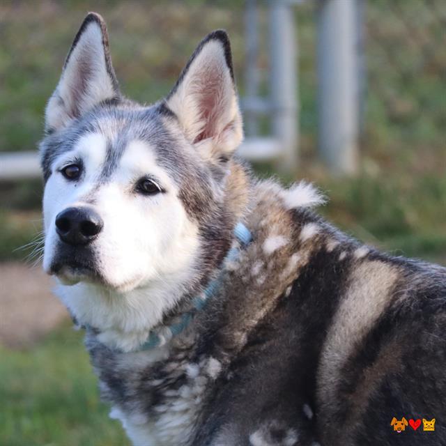 adoptable Dog in Aliquippa, PA named KEVIN