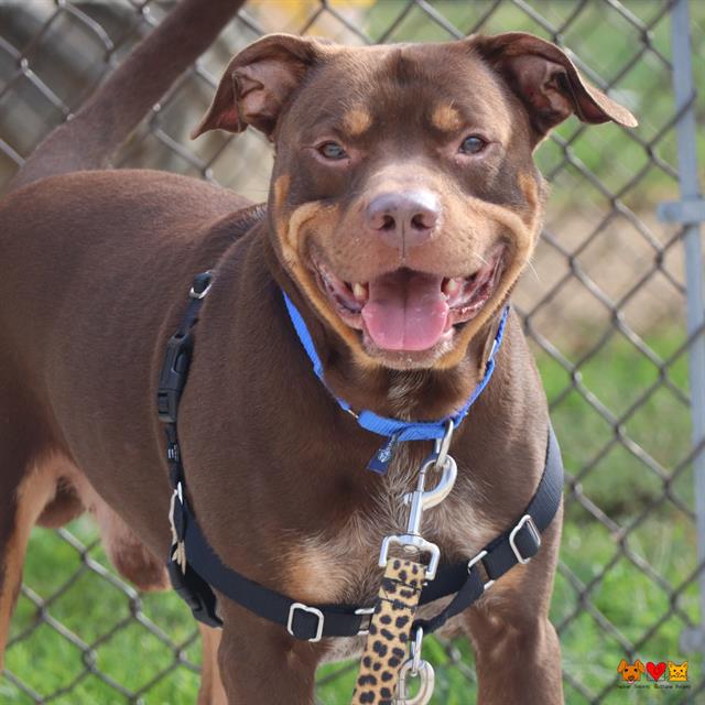 adoptable Dog in Aliquippa, PA named FRANK