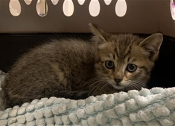 adoptable Cat in Aliquippa, PA named DOODLE